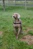 Cody Front (Medium)